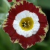 Auricula Rajah - abriachan nurseries